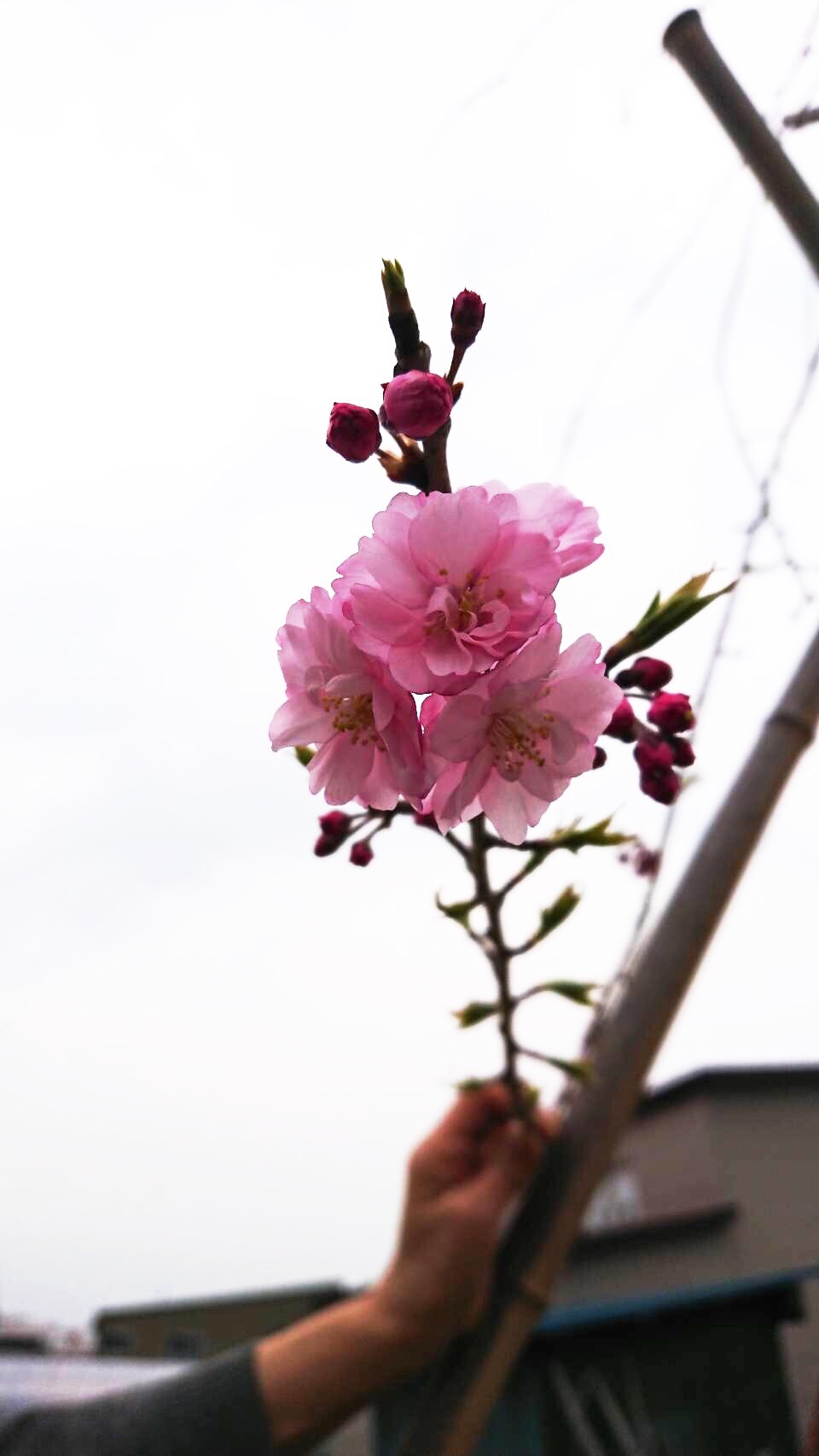 2019 4月 SAKURA 21_f0173161_09181901.jpg