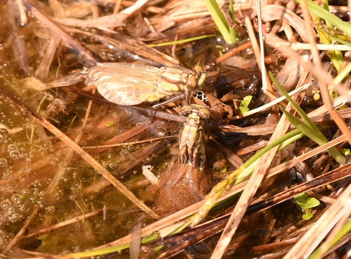 タベサナエの羽化_a0122264_11271293.jpg