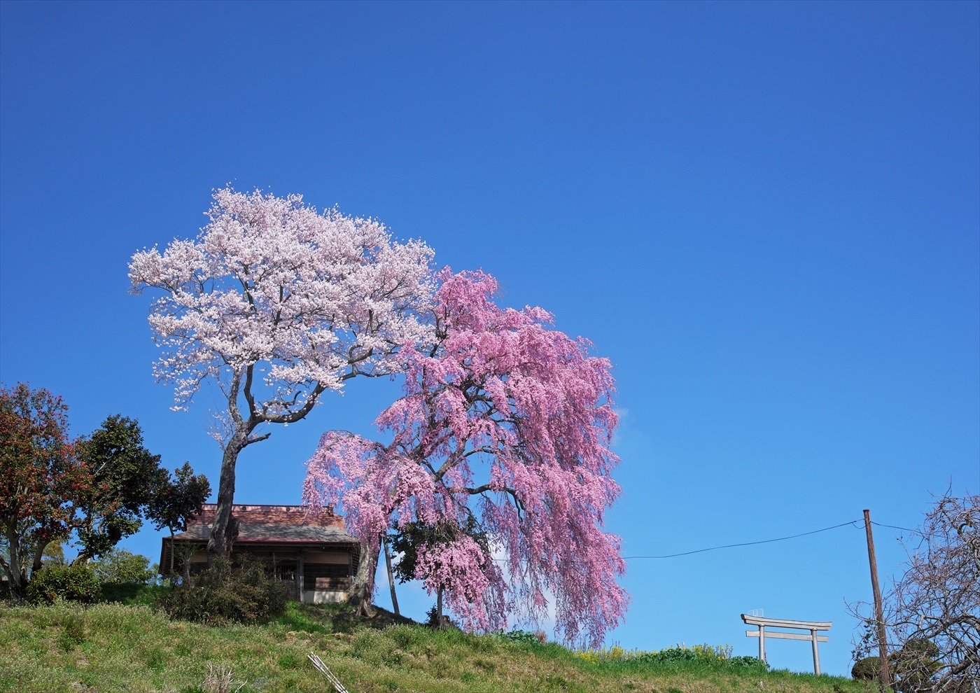 紅白夫婦桜_f0018464_06194789.jpg