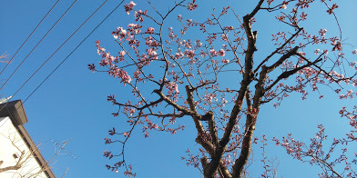 桜が咲きました_b0102267_23382891.jpg