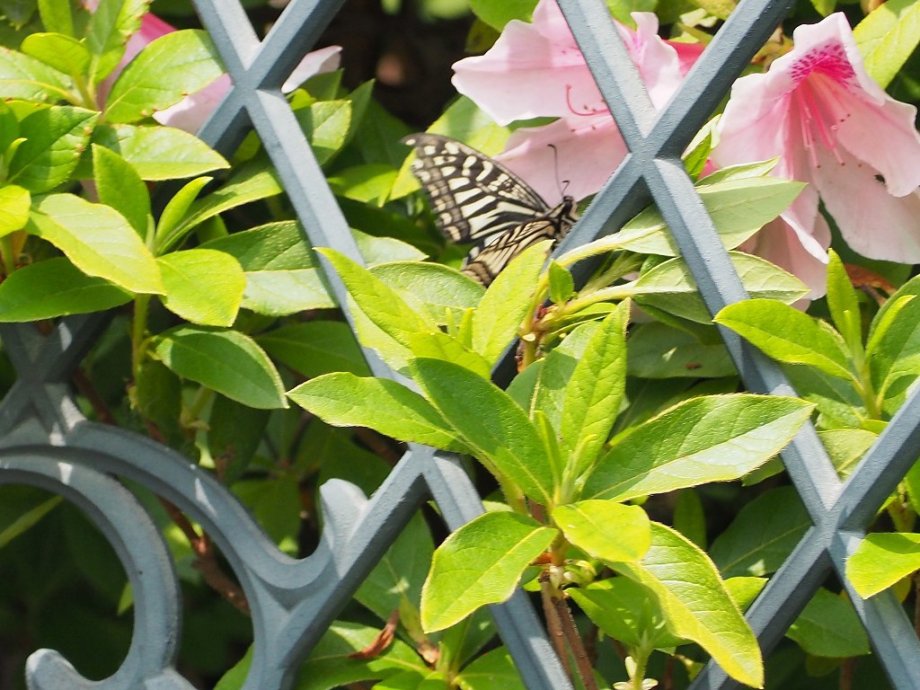 b0320769_14370224.jpg
