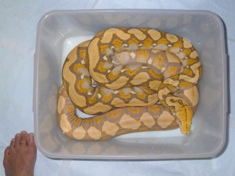 アミメニシキヘビとレティックパイソン : ワニガメ生態研究所