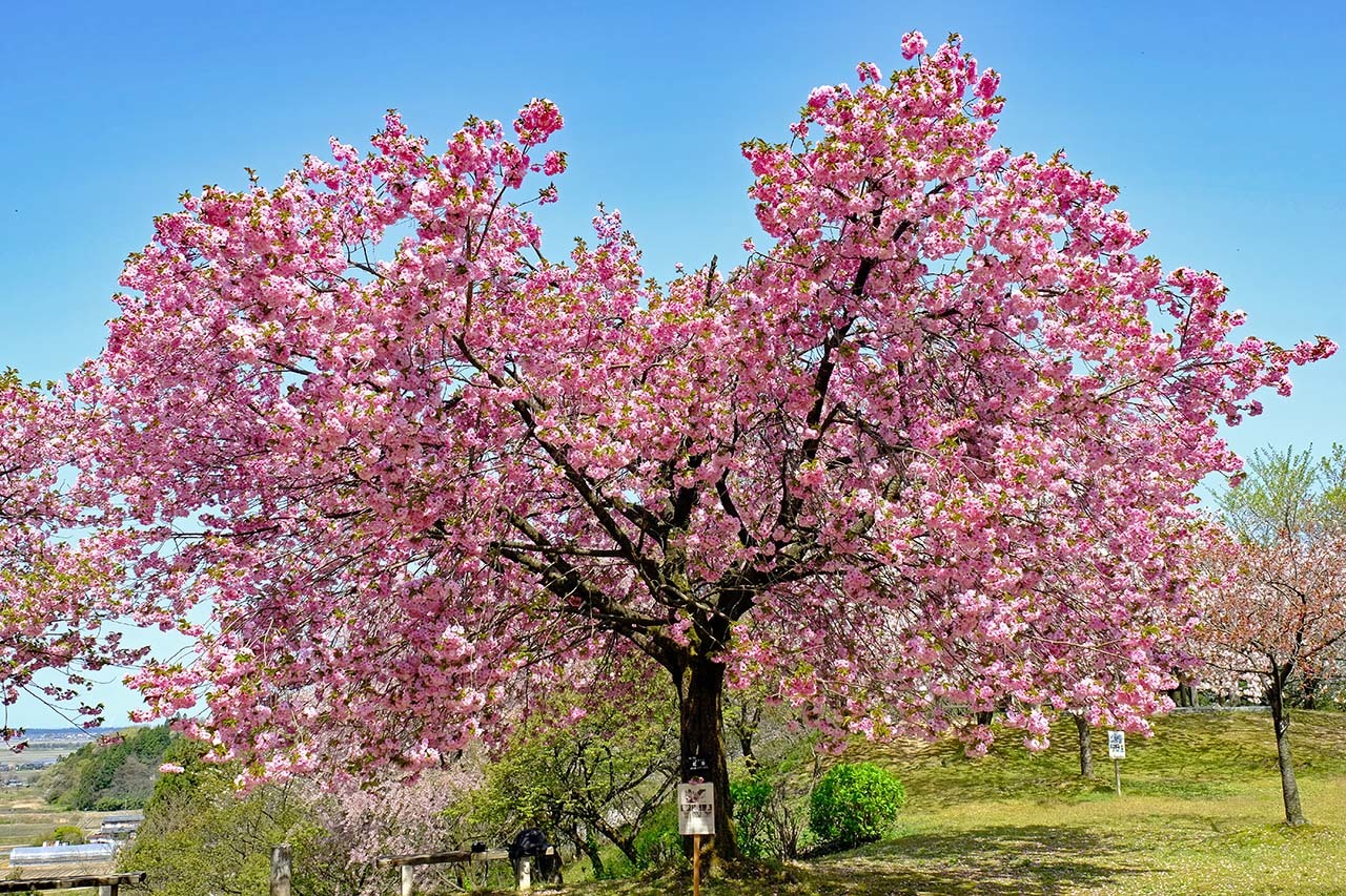 桜（大峰山桜公）_e0096372_08323296.jpg