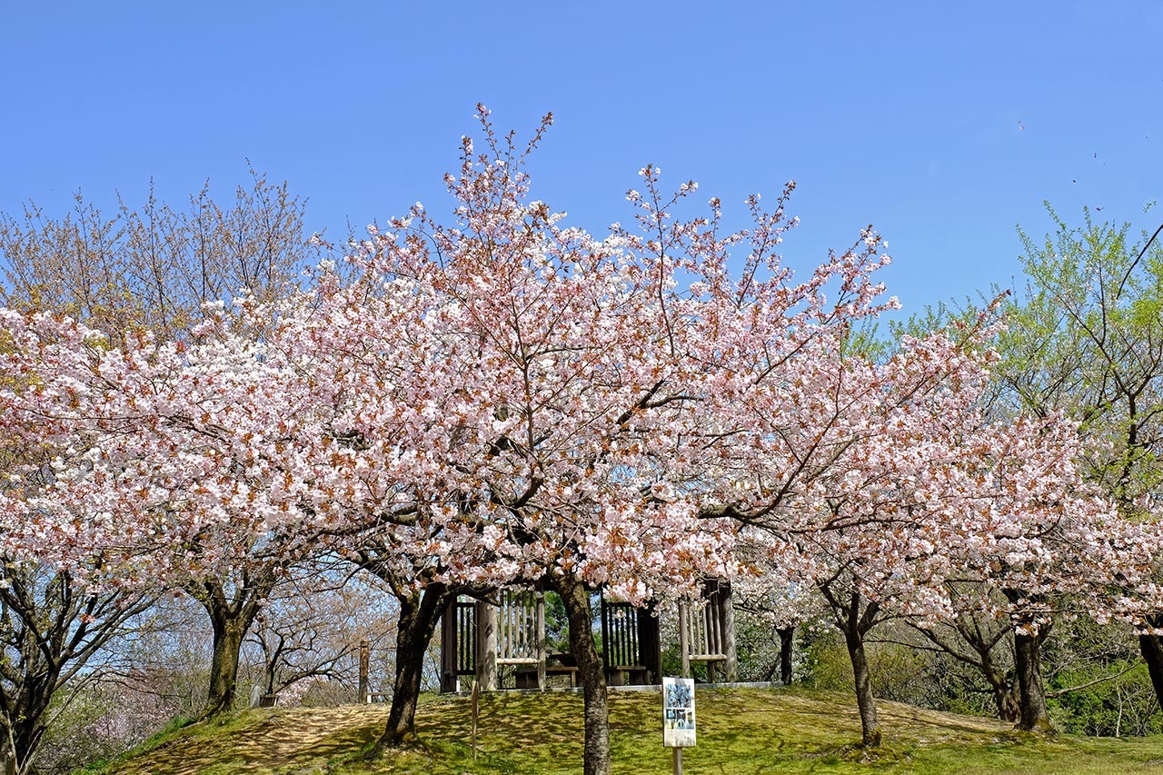 桜（大峰山桜公）_e0096372_08323383.jpg