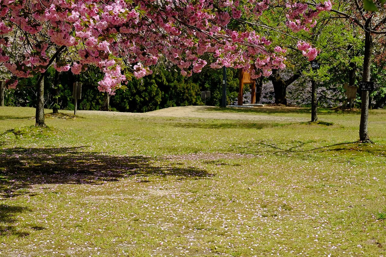 桜２（大峰山桜公園）_e0096372_08355406.jpg