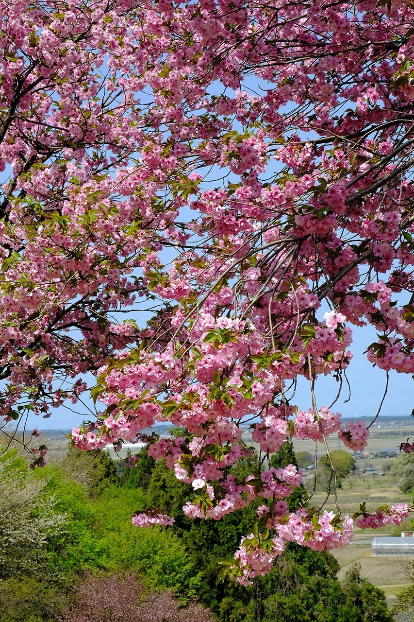 桜２（大峰山桜公園）_e0096372_08355416.jpg