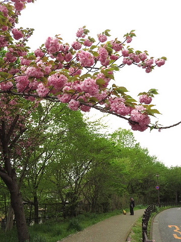なぜか気になる「いわゆる」_b0141773_23285007.jpg