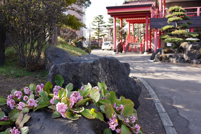 お隣大照寺の花_c0182775_17359100.jpg