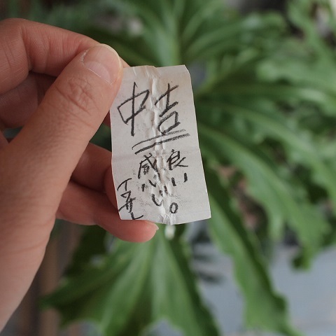 イワサトミキさんのネコみくじ_b0322280_21034685.jpg