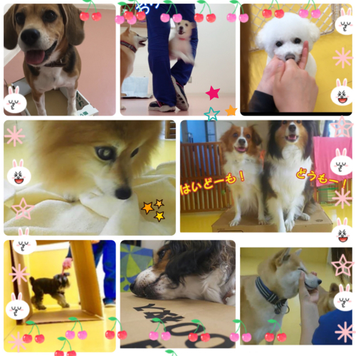 これからも素敵なわんこライフを(*^^*)_f0357682_15075805.jpg
