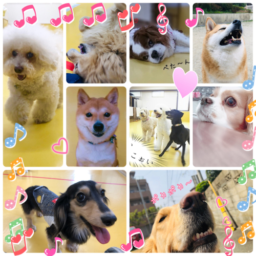 これからも素敵なわんこライフを(*^^*)_f0357682_20130855.jpg