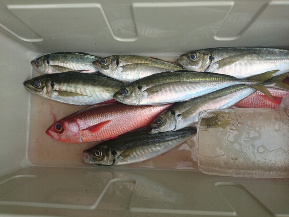 19年 4月 海釣り マルパパ釣行記