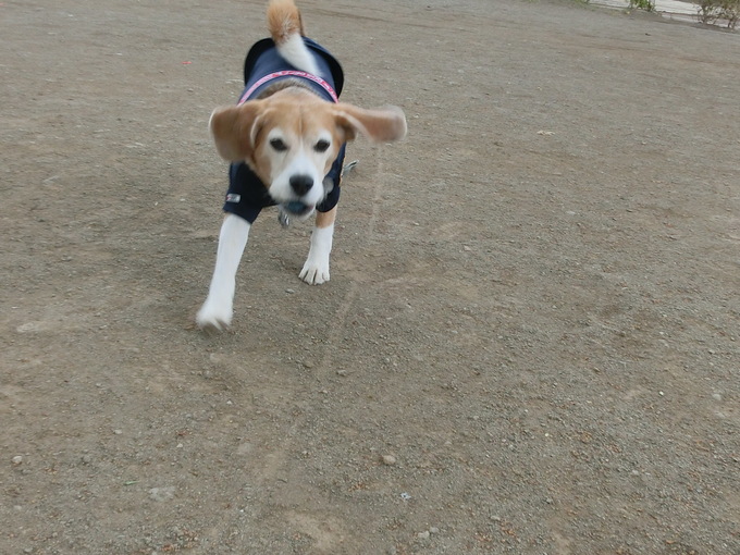 犬の叱り方について_a0319693_6493966.jpg