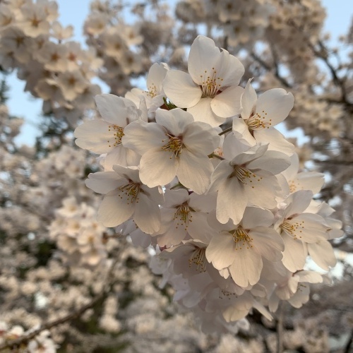桜の幹が雨に濡れて美しさ増しています 水も滴るいい桜_a0134394_05541226.jpeg