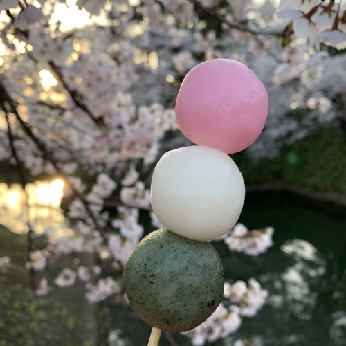 桜の幹が雨に濡れて美しさ増しています 水も滴るいい桜_a0134394_06000486.jpeg