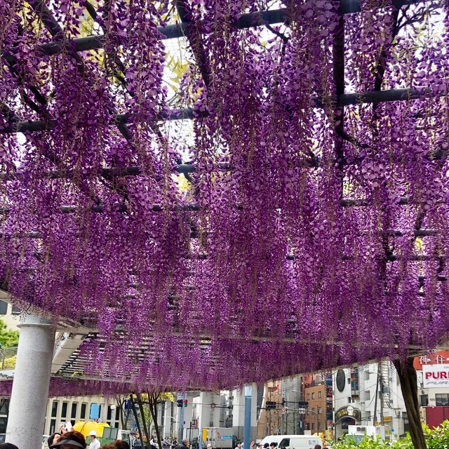 藤_f0204295_13062220.jpg