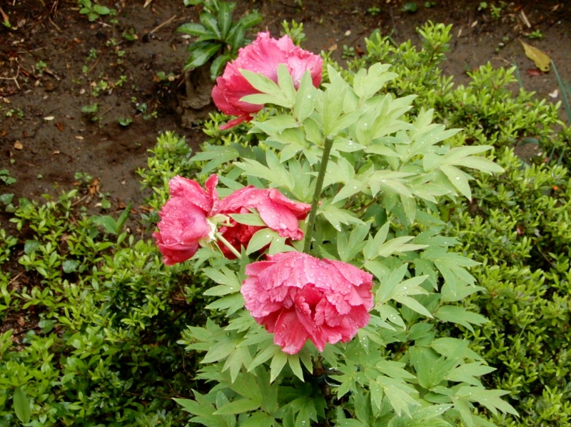 e0025300_1192053.jpg