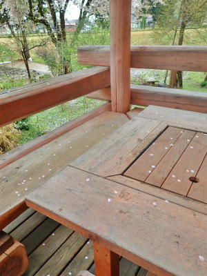 兼業農家の桜事情　②_c0336902_21311676.jpg
