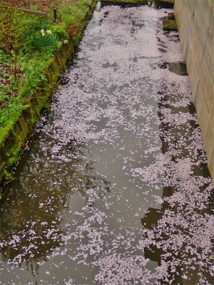 兼業農家の桜事情　②_c0336902_21312242.jpg