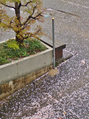 兼業農家の桜事情　②_c0336902_21313350.jpg