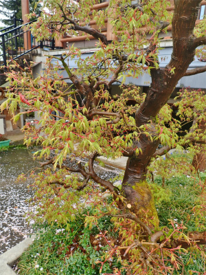 兼業農家の桜事情　②_c0336902_21313755.jpg