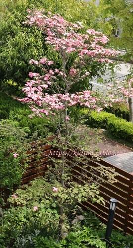 a0123003_22200439.jpg