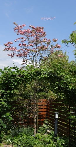 a0123003_23464417.jpg