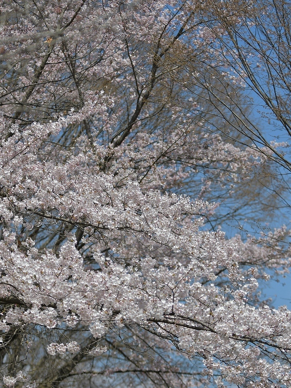 ツッキーと桜の季節_a0164204_13173691.jpg