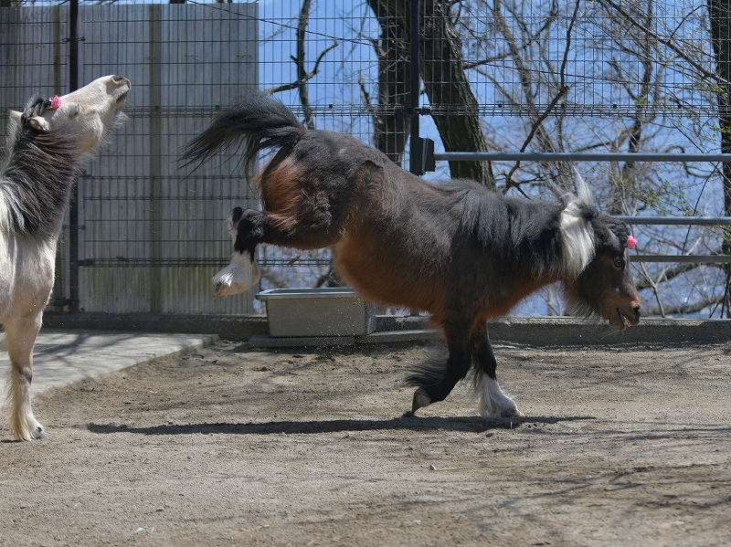 ツッキーと桜の季節_a0164204_13324830.jpg