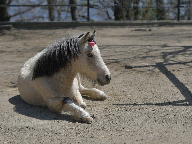 ツッキーと桜の季節_a0164204_13540094.jpg