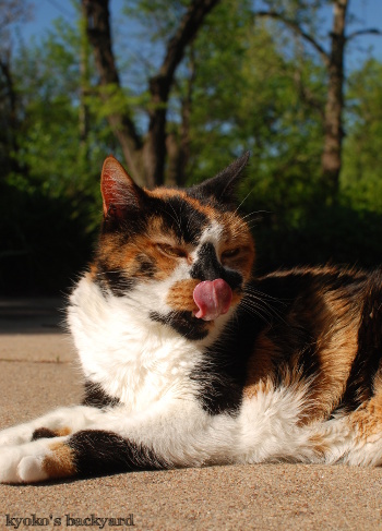 笑う猫?_b0253205_04115577.jpg