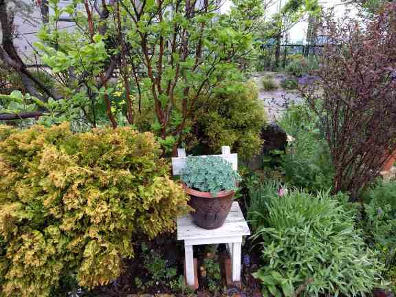 ホスタ ジューンとラインゴールドの跡地 Natural Garden Shueの庭いじりと日々の覚書き ホスタ ジューンとラインゴールドの跡地 Natural Garden Shueの庭いじりと日々の覚書き