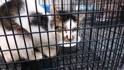 2019年3月 千葉県多頭飼育家庭一斉手術_a0304512_11234334.jpg