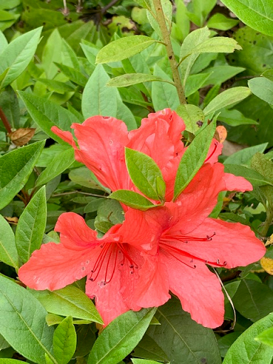 a0114314_08093740.png