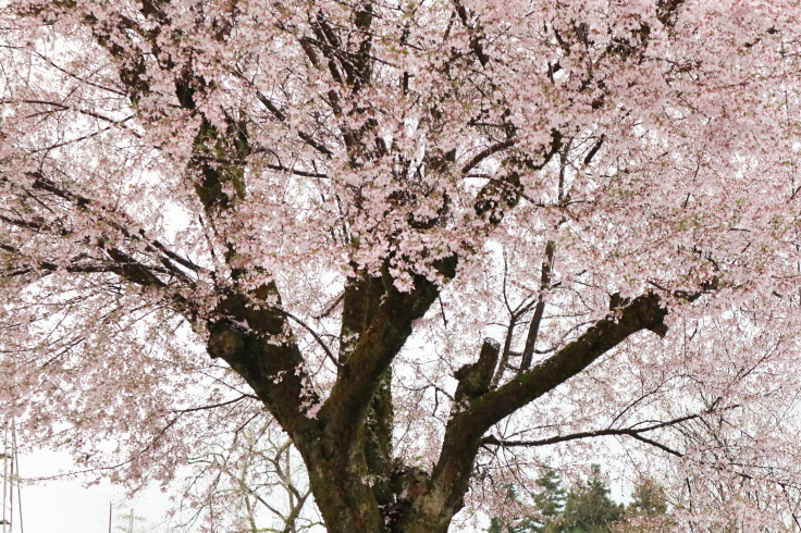 桜もおわり・・・_f0067514_20012168.jpg