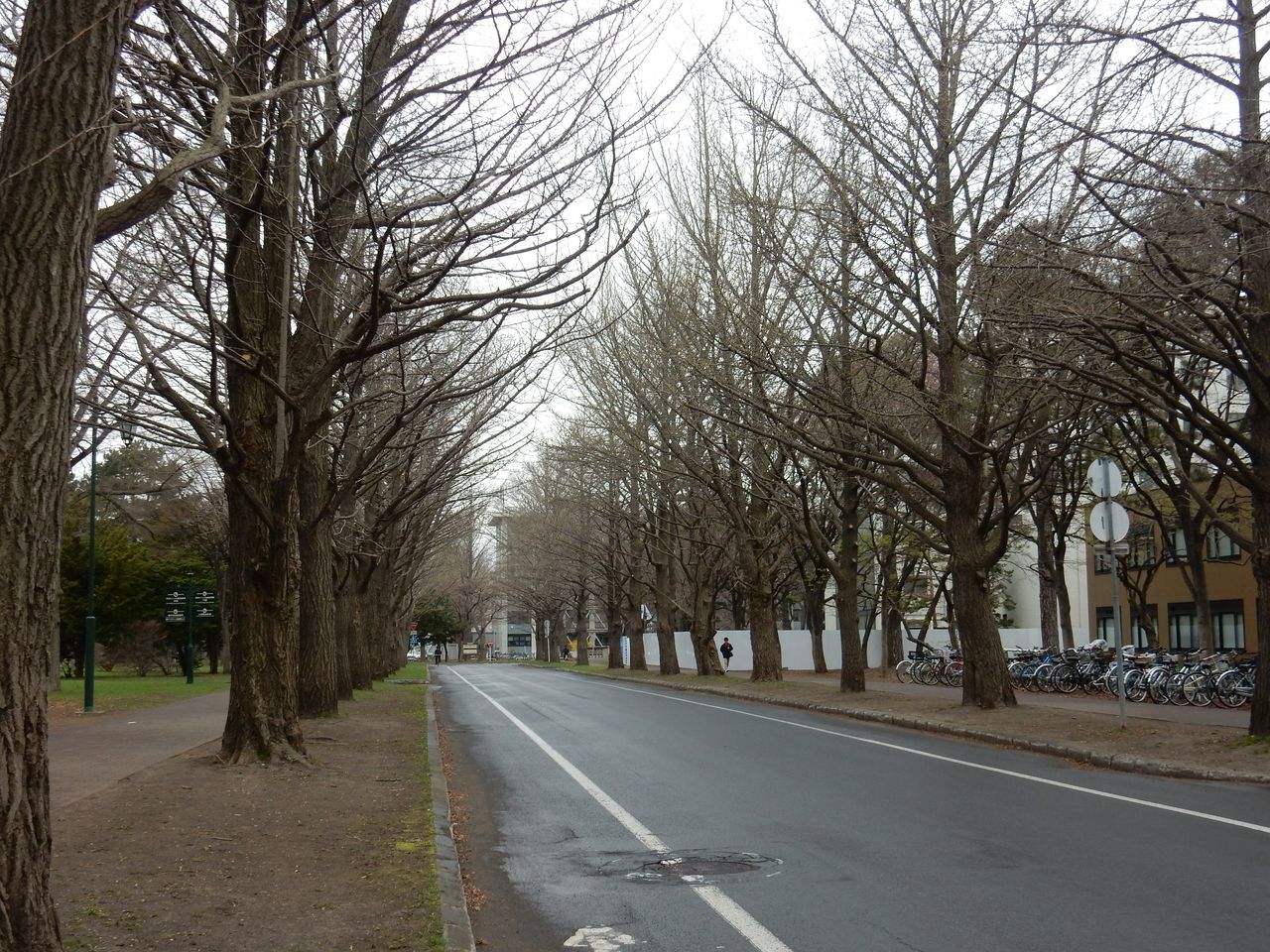 小雨の北大キャンパス_c0025115_22124337.jpg
