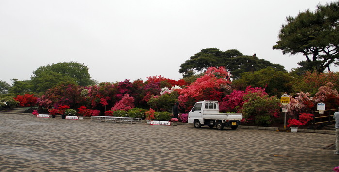 19年 館林つつじが岡公園つつじの開花状況は 私の鳥撮り散歩