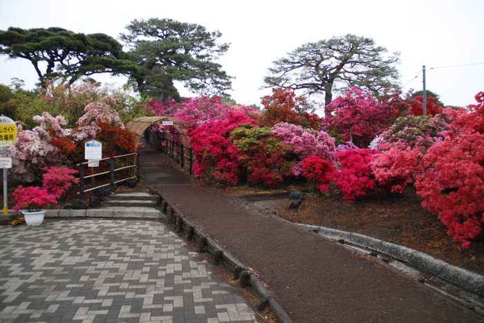 19年 館林つつじが岡公園つつじの開花状況は 私の鳥撮り散歩