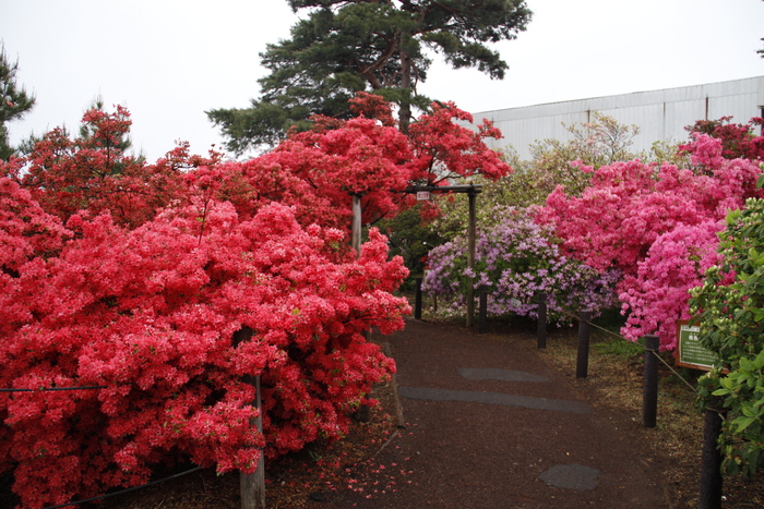 19年 館林つつじが岡公園つつじの開花状況は 私の鳥撮り散歩