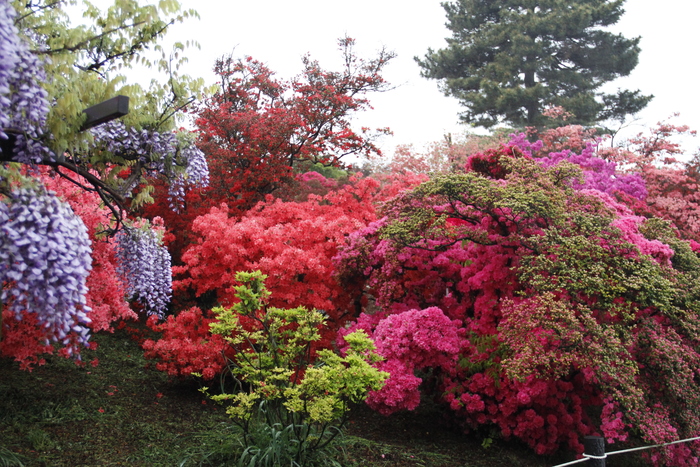 19年 館林つつじが岡公園つつじの開花状況は 私の鳥撮り散歩