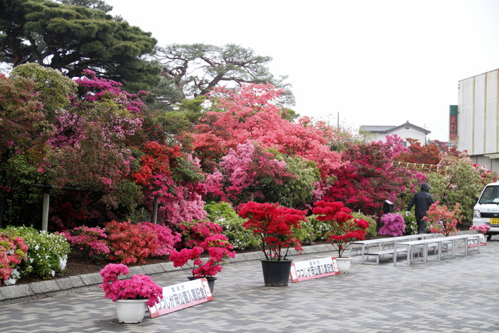 19年 館林つつじが岡公園つつじの開花状況は 私の鳥撮り散歩