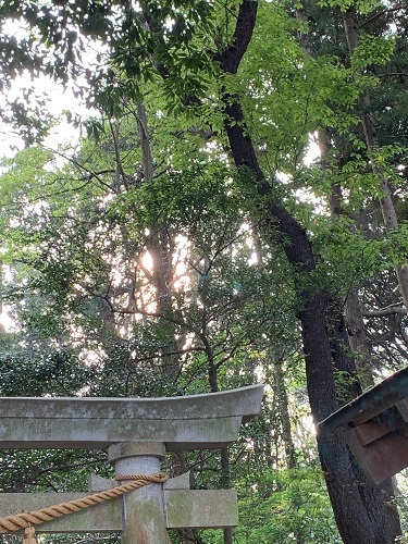 21日連続参拝、出来ました♪_e0364523_18195792.jpg