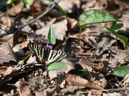 c0353632_17051743.jpg