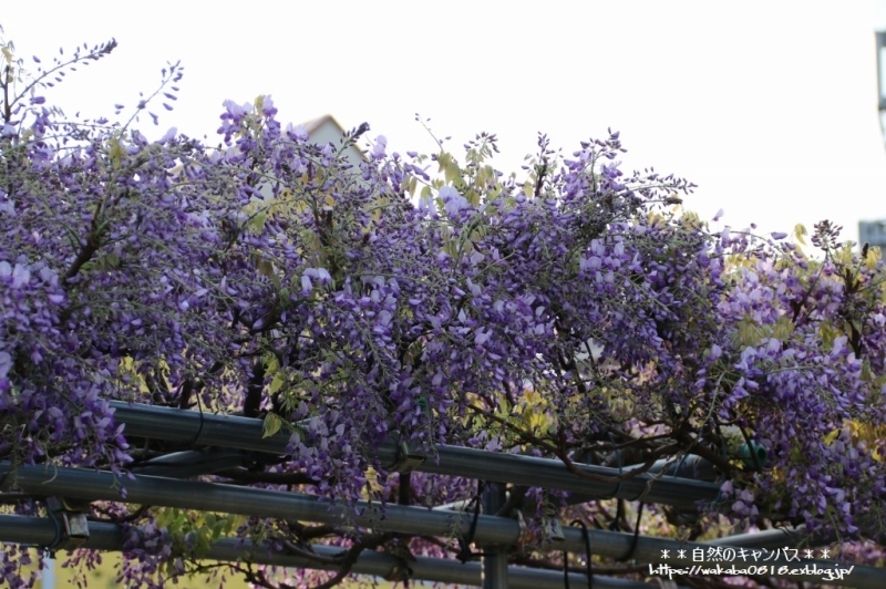 e0052135_12310481.jpg