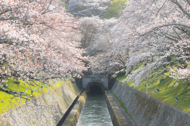 キラク写真講座 さくら撮影会② 大津 琵琶湖疏水編_e0369736_08423808.jpg