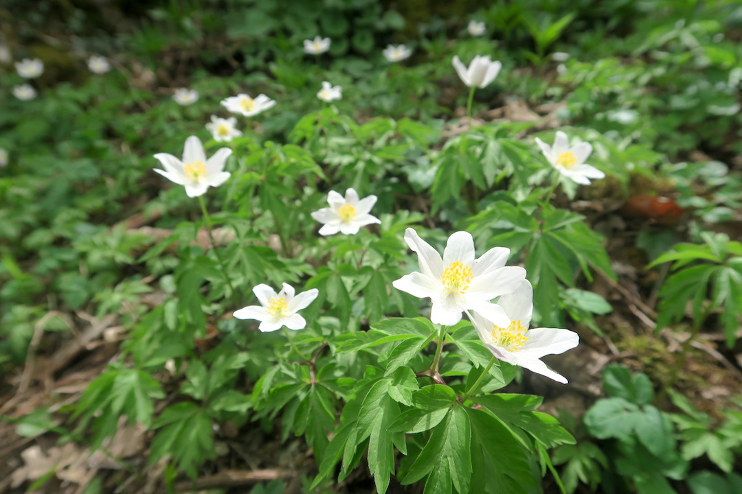 山で見かけた花の名なあに_f0234936_72834.jpg