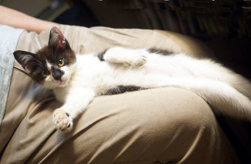 我が家の飼い猫 ヤン を紹介 ちょい古道具ライフ 我が家の飼い猫 ヤン を紹介 ちょい古道具ライフ