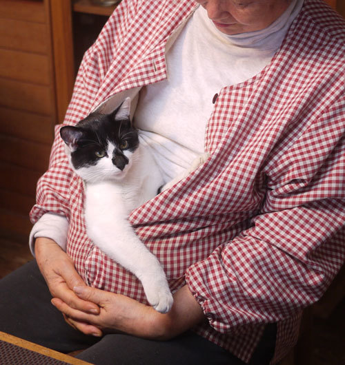 我が家の飼い猫 ヤン を紹介 ちょい古道具ライフ 我が家の飼い猫 ヤン を紹介 ちょい古道具ライフ