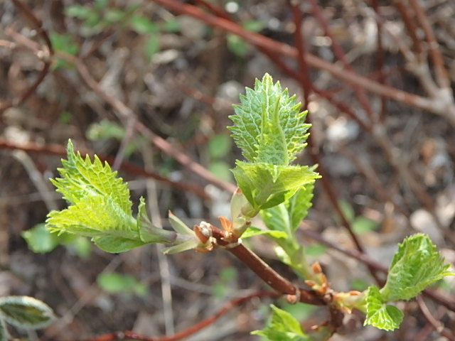 f0334143_22243546.jpg