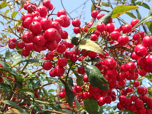 f0334143_2233581.jpg
